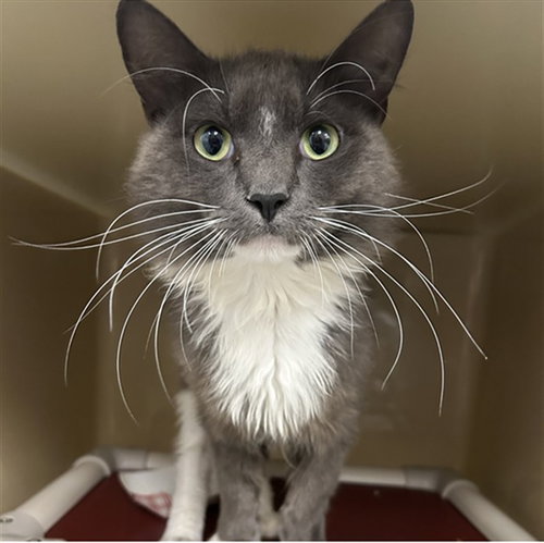 CYBORG, Adult Domestic Long Hair (medium coat), cat for adoption in North Port, Florida