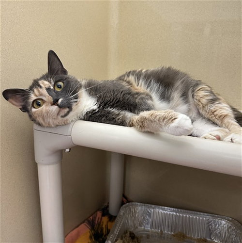 STARFIRE, Adult Domestic Short Hair (medium coat), cat for adoption in North Port, Florida
