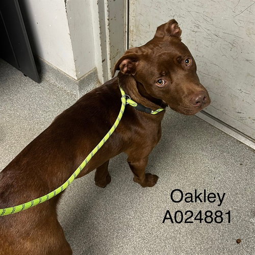 OAKLEY