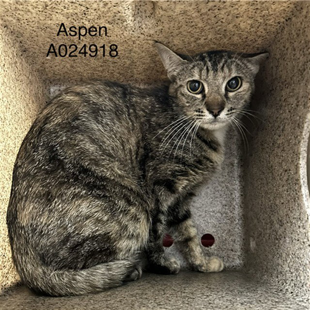 ASPEN