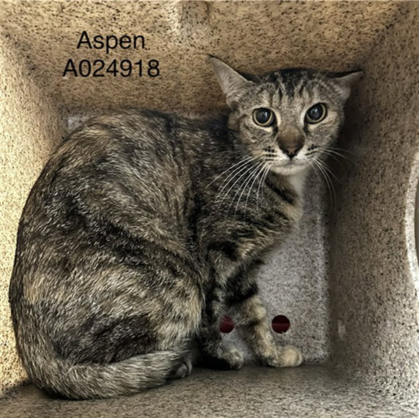 ASPEN