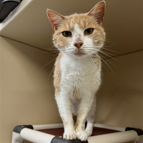 JOE, Adult Domestic Short Hair (medium coat), cat for adoption in Palmetto, Florida