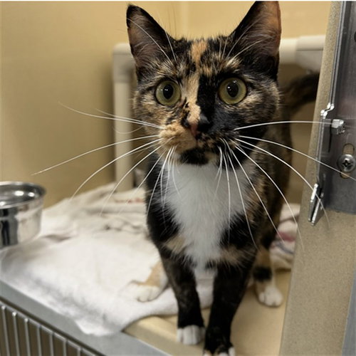KITKAT, Young Domestic Short Hair (medium coat), cat for adoption in Palmetto, Florida