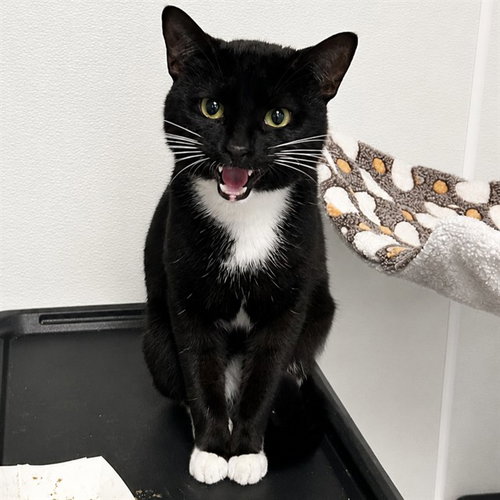 TUX, Young American Shorthair (medium coat), cat for adoption in Palmetto, Florida