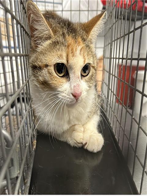 CARMELA