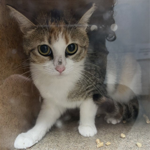 CARMELA