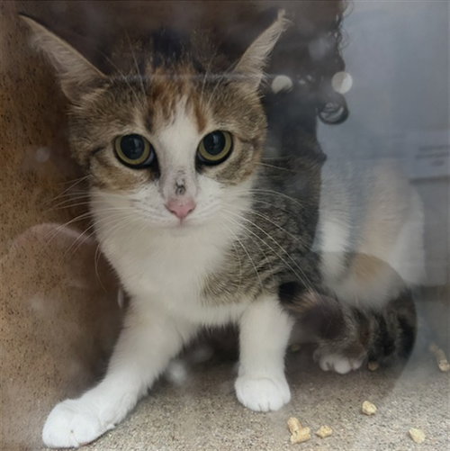 CARMELA, Young Domestic Short Hair (medium coat), cat for adoption in Palmetto, Florida