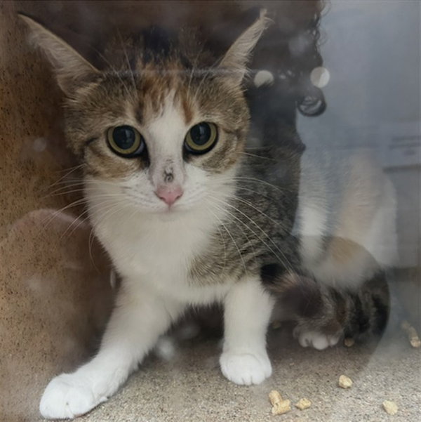 CARMELA