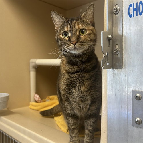 FIJI, an adoptable Domestic Short Hair in Palmetto, FL
