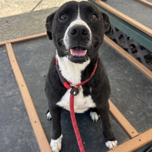 MAYLEE, an adoptable Labrador Retriever in Palmetto, FL