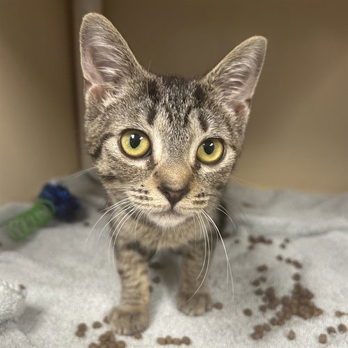 TILLY, an adoptable Domestic Short Hair in Palmetto, FL