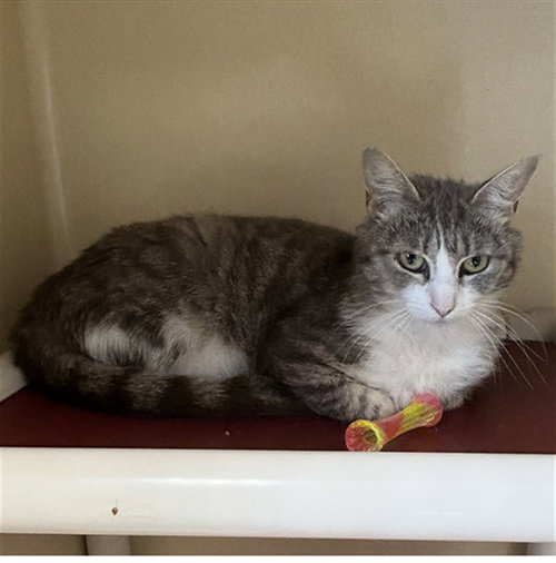 REMY, an adoptable Domestic Short Hair in Palmetto, FL