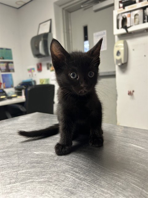 BETTY, an adoptable Domestic Short Hair in Palmetto, FL