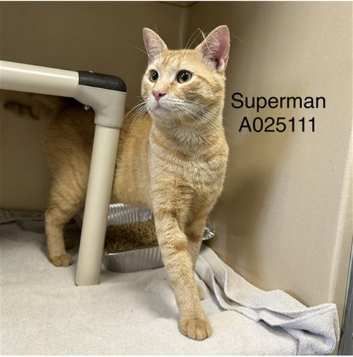 Superman