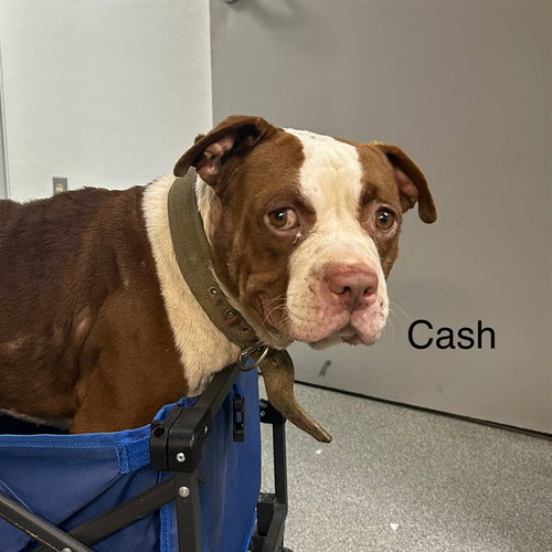 Cash