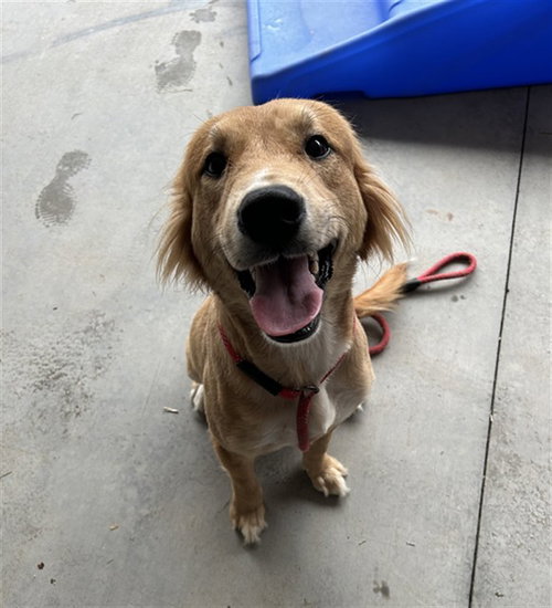 Smiley