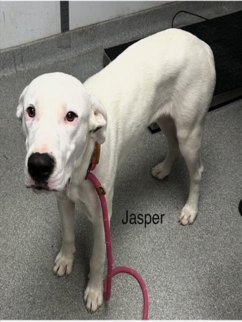 Jasper
