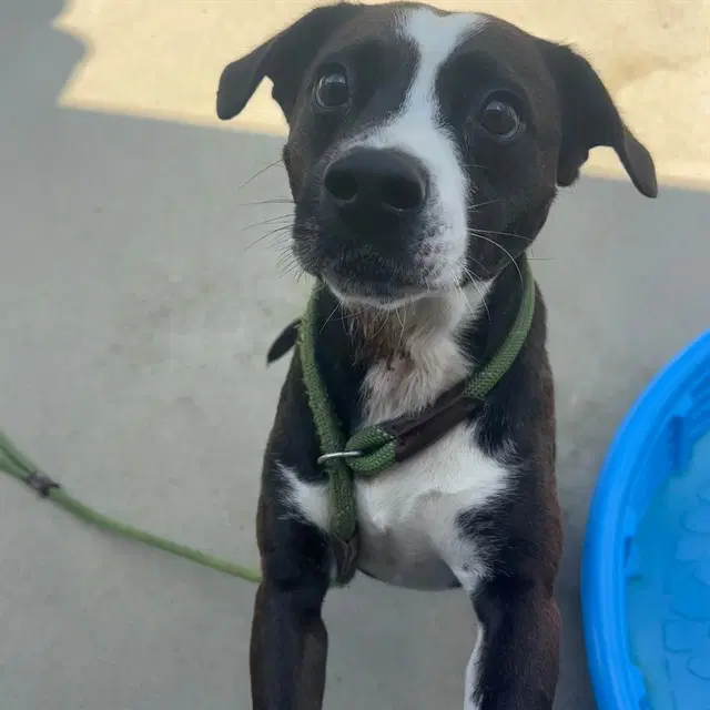 Manchas - American Staffordshire Terrier