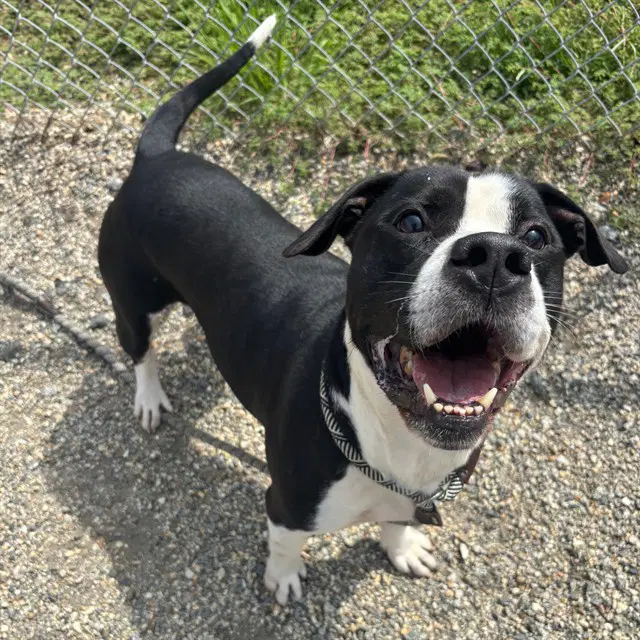 Jacks - American Staffordshire Terrier
