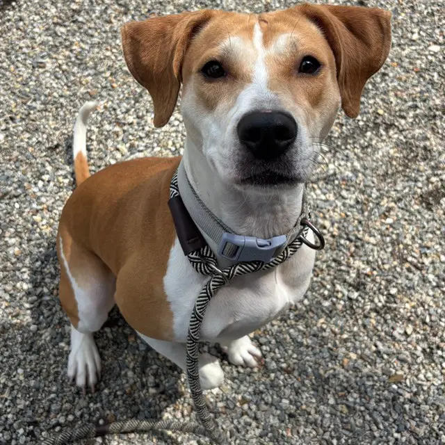 Wish - Treeing Walker Coonhound