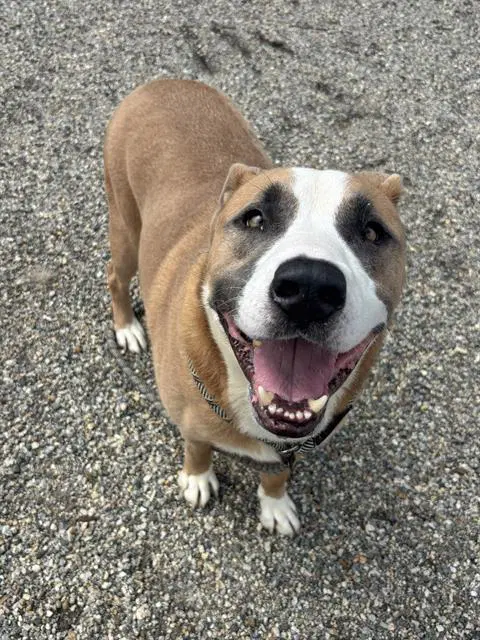 Teddy Bear - American Staffordshire Terrier