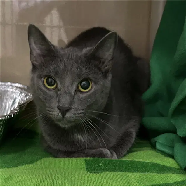 Taylor - Domestic Short Hair