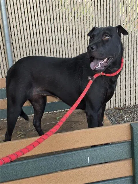 Girl - Pit Bull Terrier