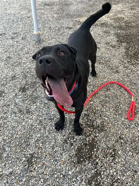 Girl - Pit Bull Terrier