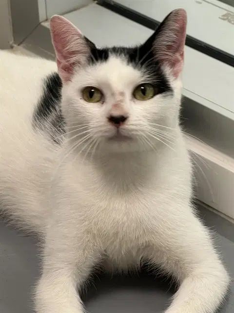 Jynx - Domestic Short Hair
