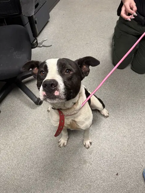 Spartan - Pit Bull Terrier