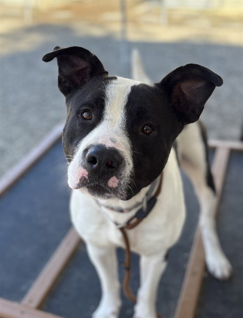 SPARTAN, a dog for adoption from Lincoln County Animal Services