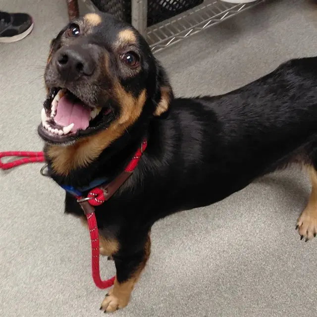 Tank - German Shepherd Dog