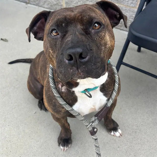 Zoey - American Pit Bull Terrier