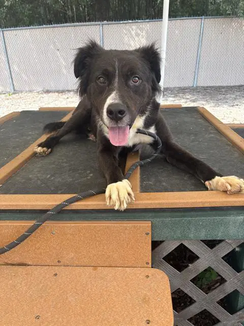 Aladdin - Labrador Retriever