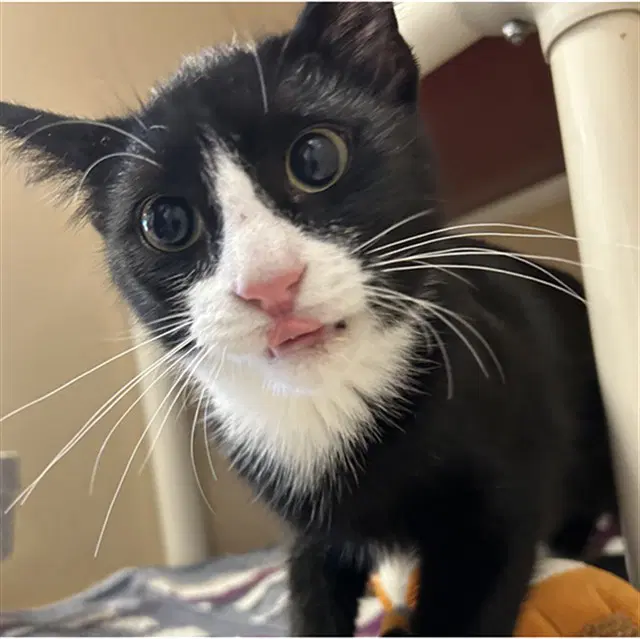 Pathos - Domestic Short Hair