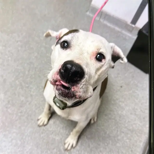 Doja - Pit Bull Terrier