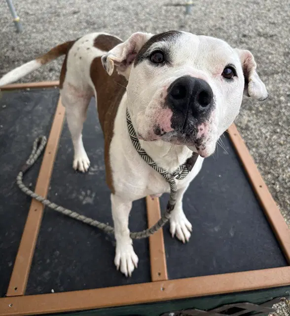 Doja - Pit Bull Terrier