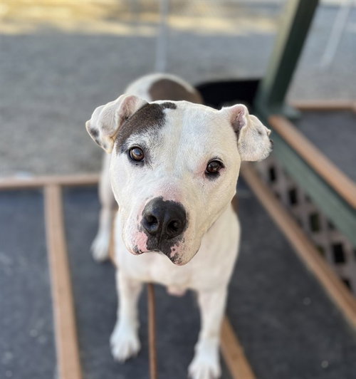 DOJA, a dog for adoption from Lincoln County Animal Services