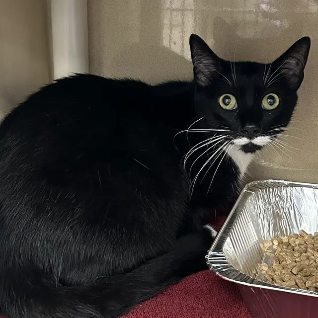 Axel - Domestic Short Hair