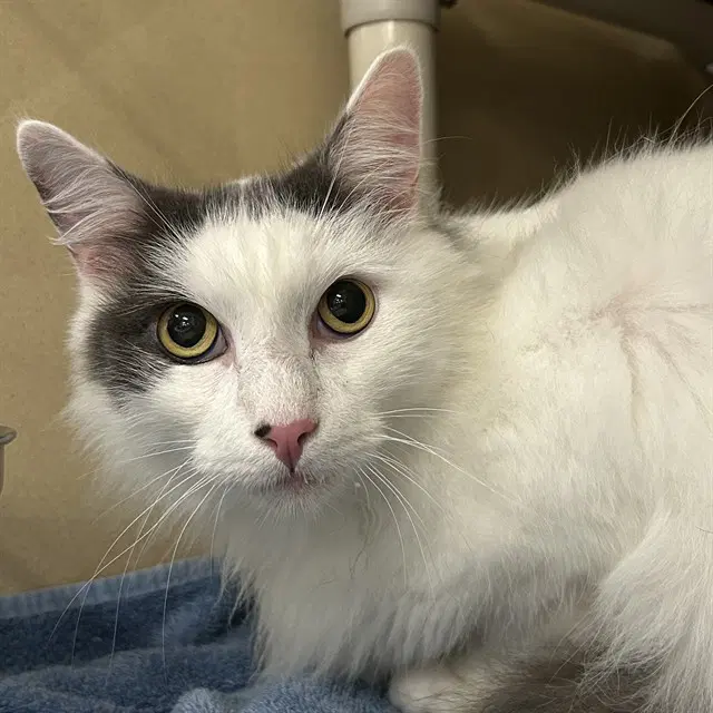 Otto - Domestic Long Hair
