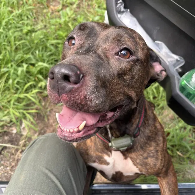 Nala - Pit Bull Terrier