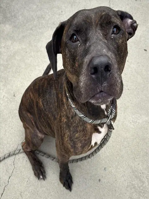 Nala - Pit Bull Terrier