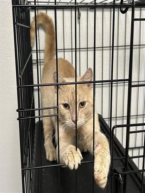 Wells - Domestic Short Hair