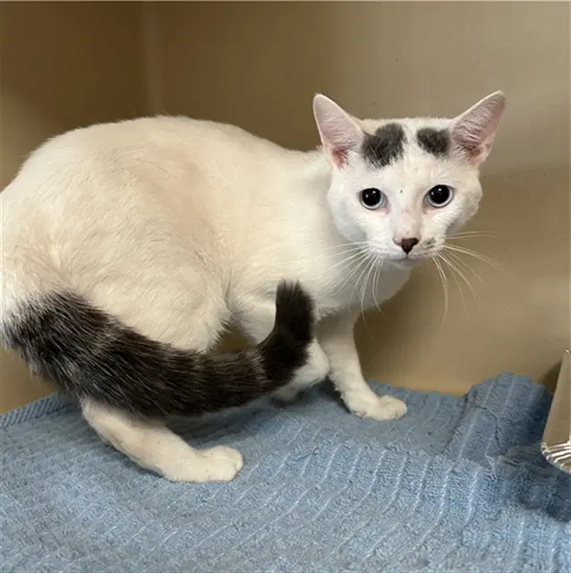 Sabur - Domestic Short Hair