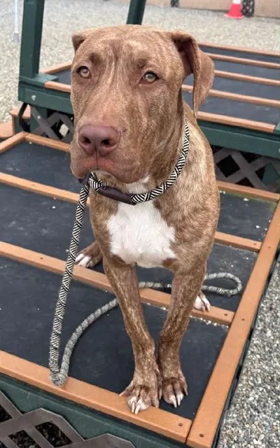 Pumbaa - Labrador Retriever
