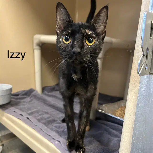 Izzy - Domestic Short Hair