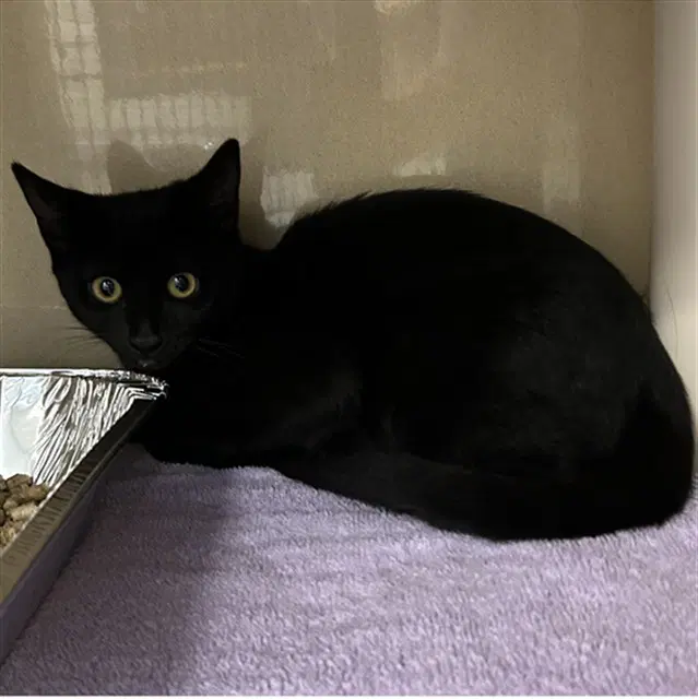 Elizabeth - Domestic Short Hair