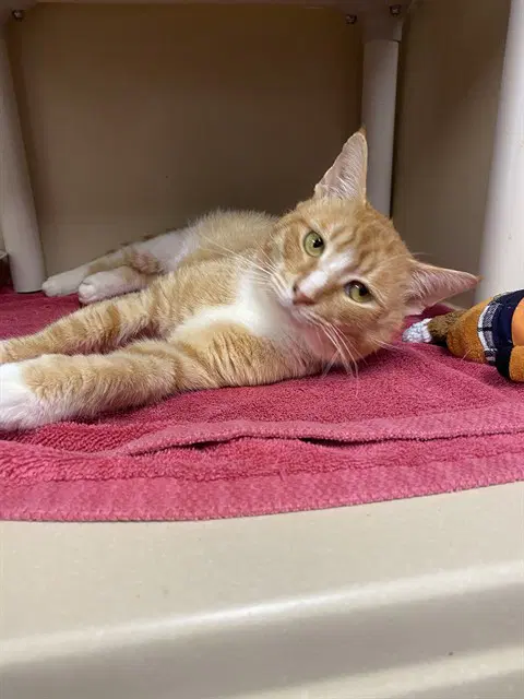 Achilles - Domestic Short Hair