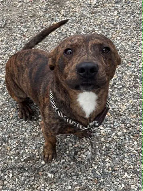 Rugrat - Pit Bull Terrier