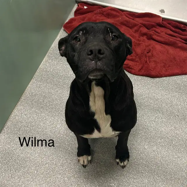 Wilma - Pit Bull Terrier